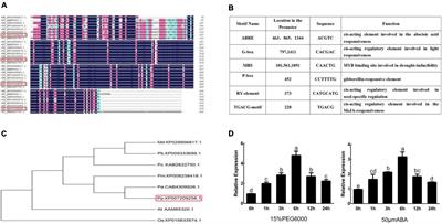 PpNUDX8, a Peach NUDIX Hydrolase, Plays a Negative Regulator in Response to Drought Stress